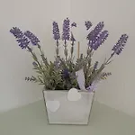 Lavanda דירה *