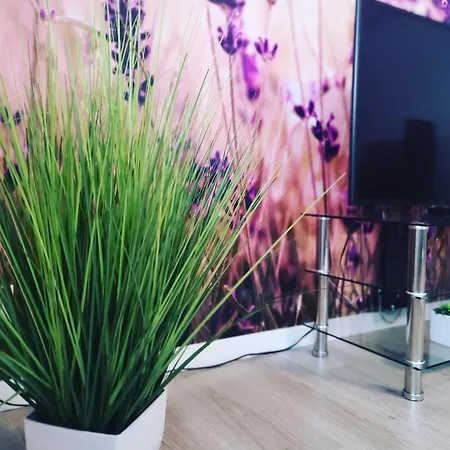 Lavanda