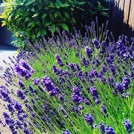 Lavanda Apartment