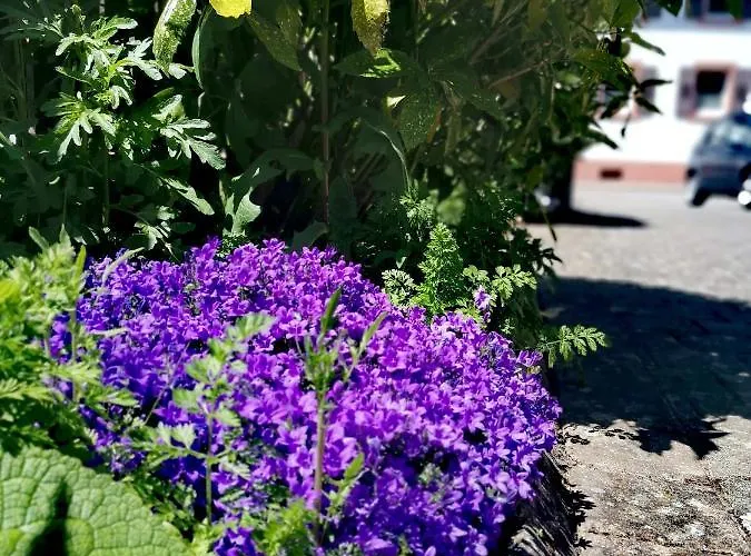 Apartment Lavanda Rust